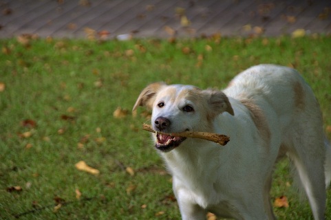 Hundewiese Eickhorst